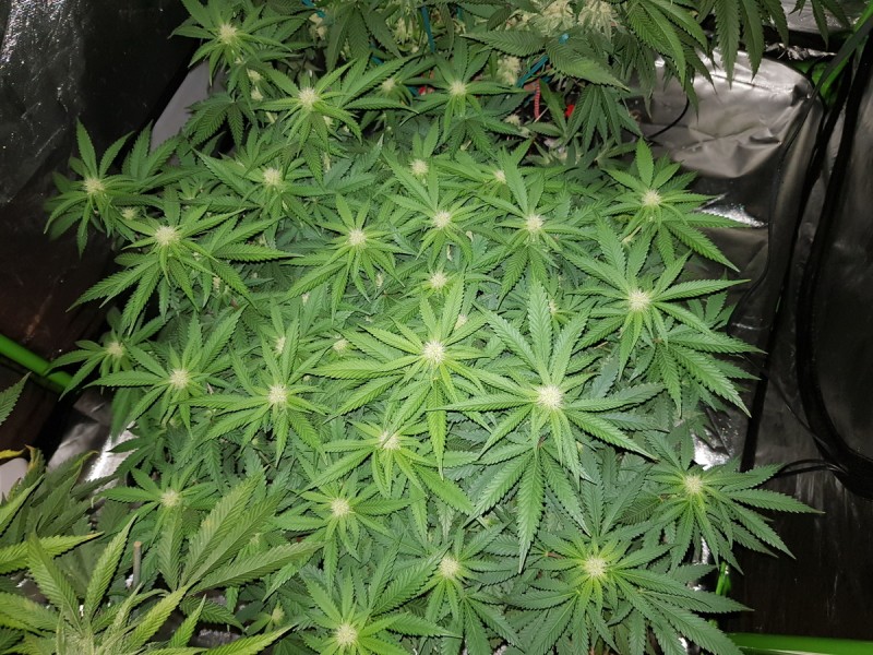 Knockout from Advanced female seeds day 16 if 12/12