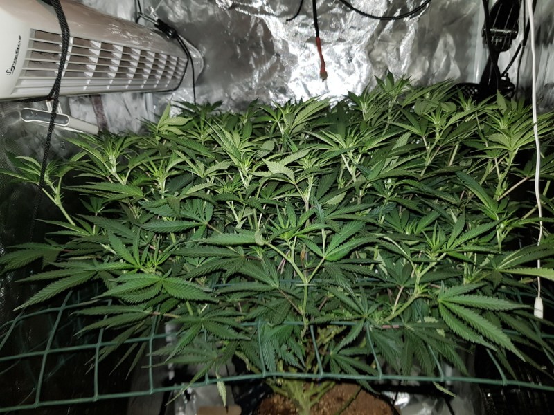 How to scrog cannabis plant