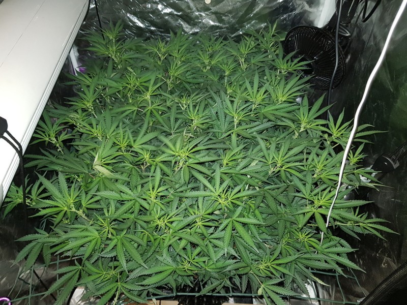 1 plant scrog