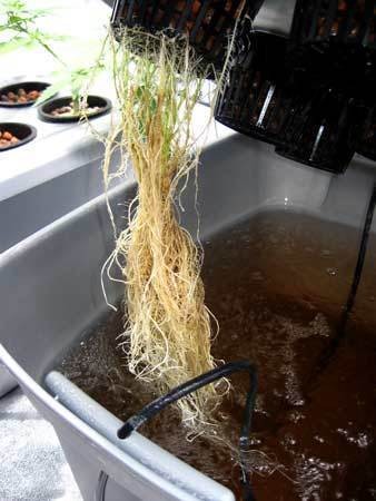 root-rot-recovering-sm