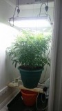 Agent Orange
