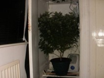 Agent Orange