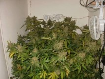Agent Orange