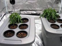 root-rot-wilting-hydro-sm