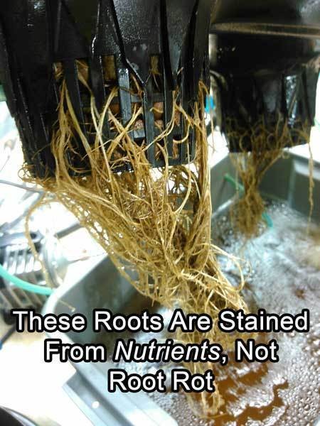 root-staining-from-nutrients-sm