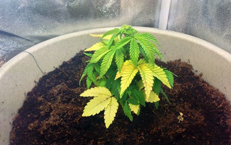 sick-cannabis-plant-overwatering-too-big-pot-sm