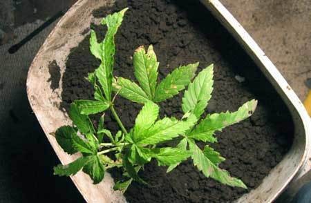 slug-damage-on-cannabis-leaf-sm