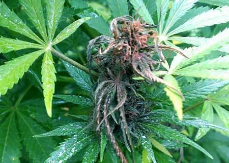small-cola-bud-rot-wet-sm