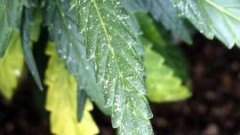 spider-mite-damage-cannabis-sm
