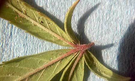 spider-mite-eggs-bottom-cannabis-leaf-sm
