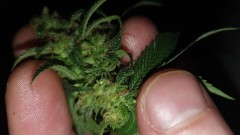 IMG-20200103-WA0037