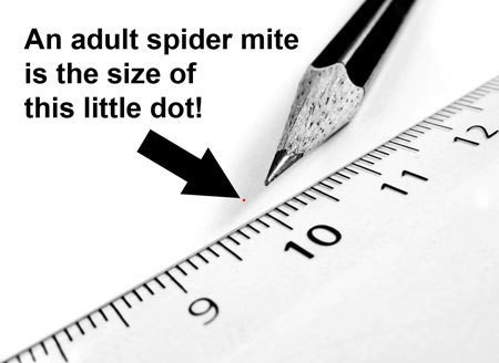 spider-mite-size-scale-sm