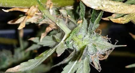 spider-mite-webbing-on-marijuana-bud-sm