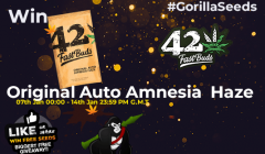 winoriginalamnesiaauto