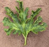 squash-mosaic-virus-sm