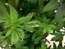 tmv-tobacco-mosaic-virus-marijuana-plant-sm