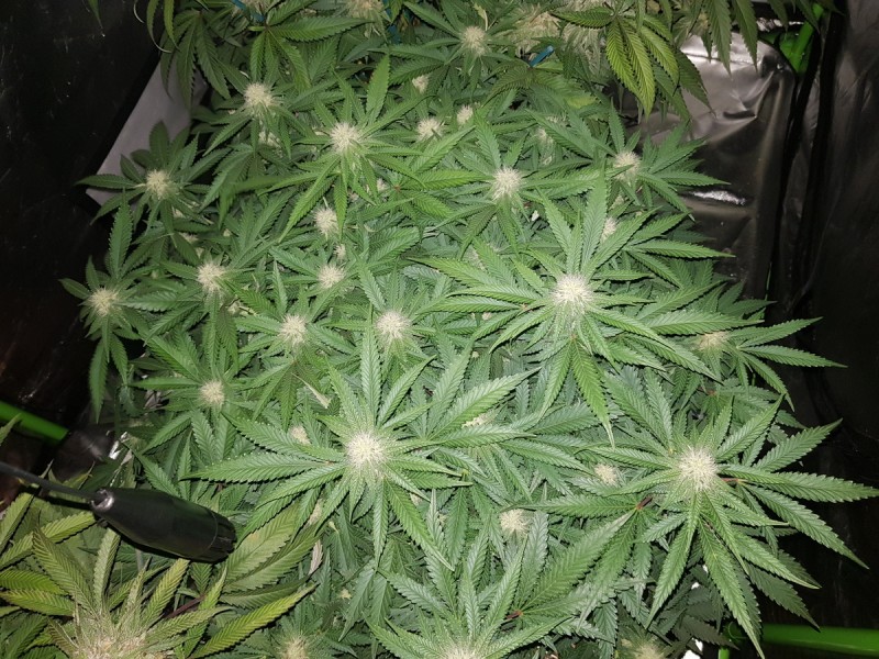 Knockout from Advanced female seeds 24 days flower