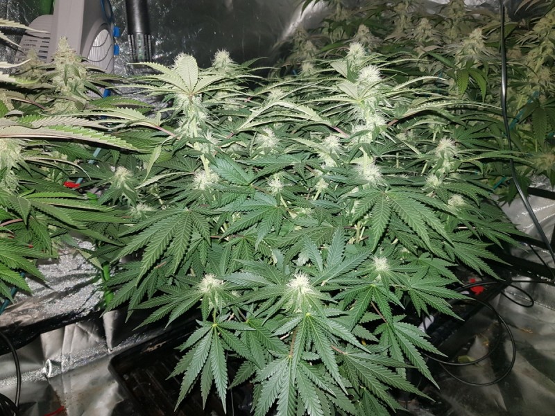 Knockout from Advanced female seeds 24 days flower