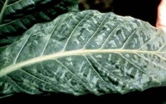 tobacco-mosaic-virus-symptoms-tobacco-sm