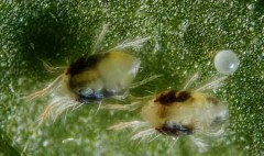 two-spotted-spider-mite-adult-with-egg-species-tetranychus-urtic