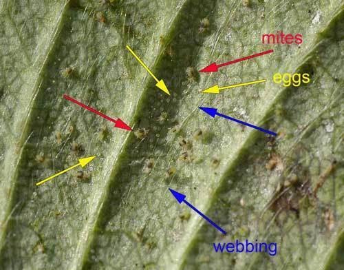 two-spotted-spider-mites-with-eggs-sm