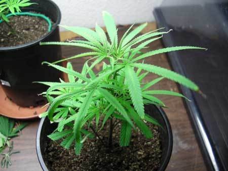 underwatered-cannabis-plant-curling-leaves-burned-tips-sm