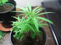 underwatered-cannabis-plant-curling-leaves-burned-tips-sm