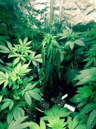 under-watered-marijuana-plant-sm