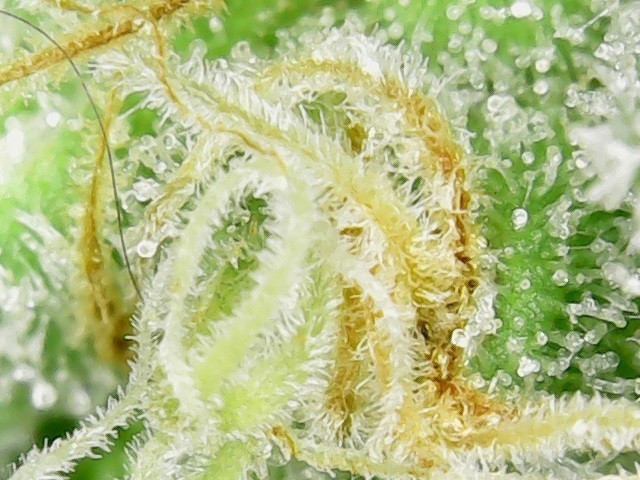 cannabis trichomes