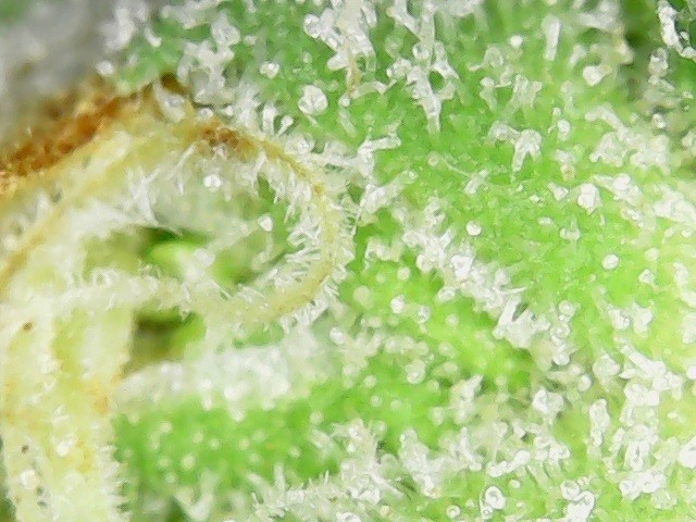 Glandular and Non-glandular trichomes in cannabis