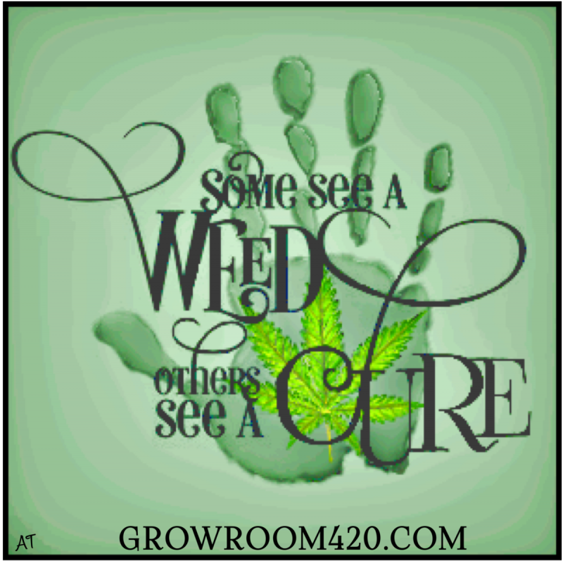 Some see a weed..