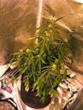 underwatered-wilting-droopy-cannabis-sm