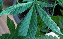 could-it-be-tmv-marijuana-sm