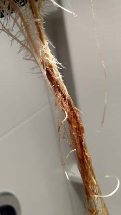 example-twisted-brown-roots-from-cannabis-root-rot-sm