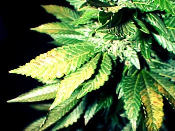 Manganese_Deficiency_in_Marijuana_Plants