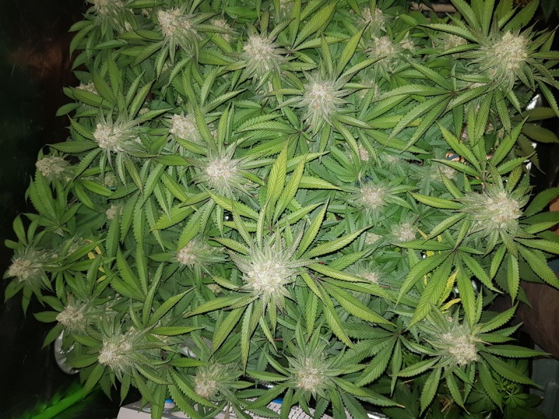 Legendary punch 6.5 weeks flower