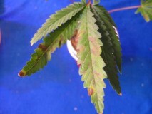 phosphorus-deficiency-bagseed-haze-sm