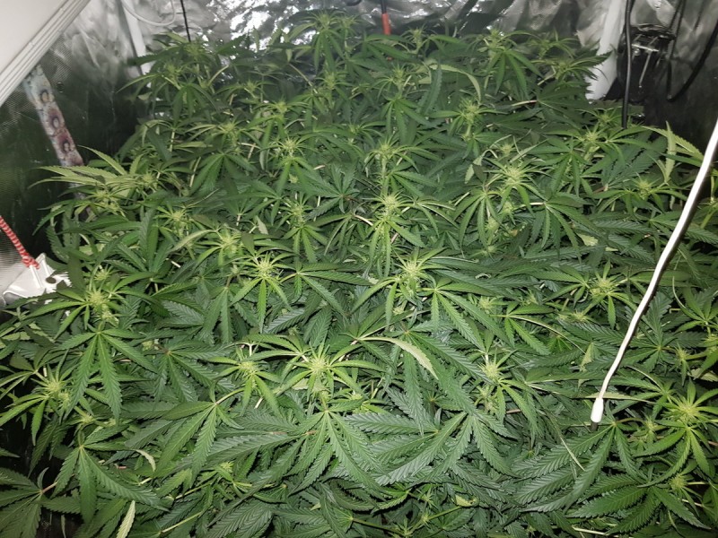Disco scrog day 15 of 12/12