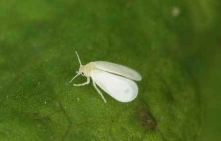 white-fly-cannabis-pest-sm