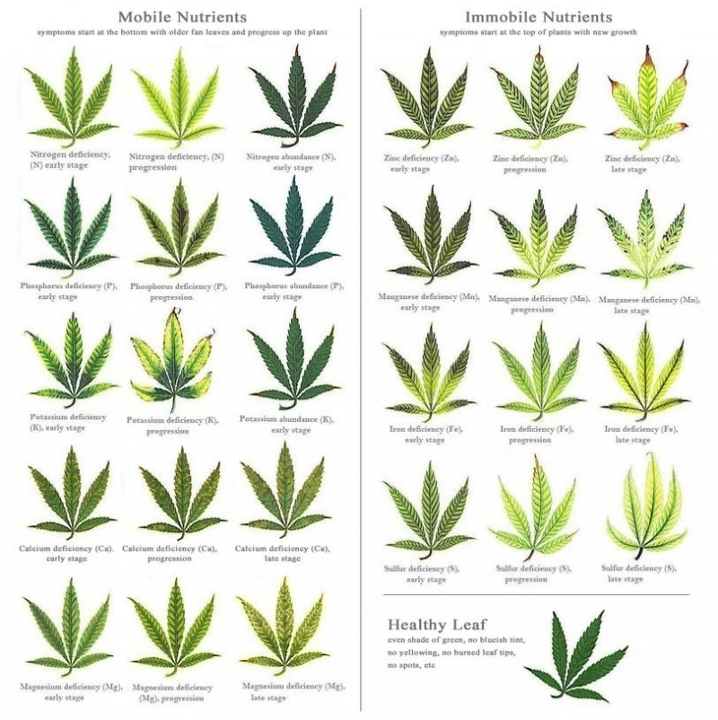 best_cannabis_deficiency_visual_chart