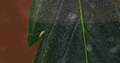 worm-nymph-thrip-on-marijuana-leaf-xsm