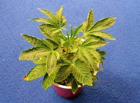 yellow-leaves-root-problems-from-heat-sm