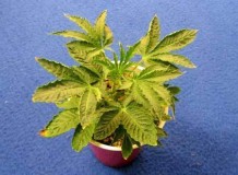 yellow-leaves-root-problems-from-heat-sm