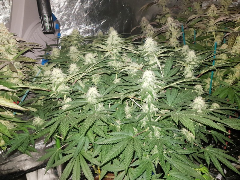 Knockout from Advanced female seeds 4 weeks 12/12