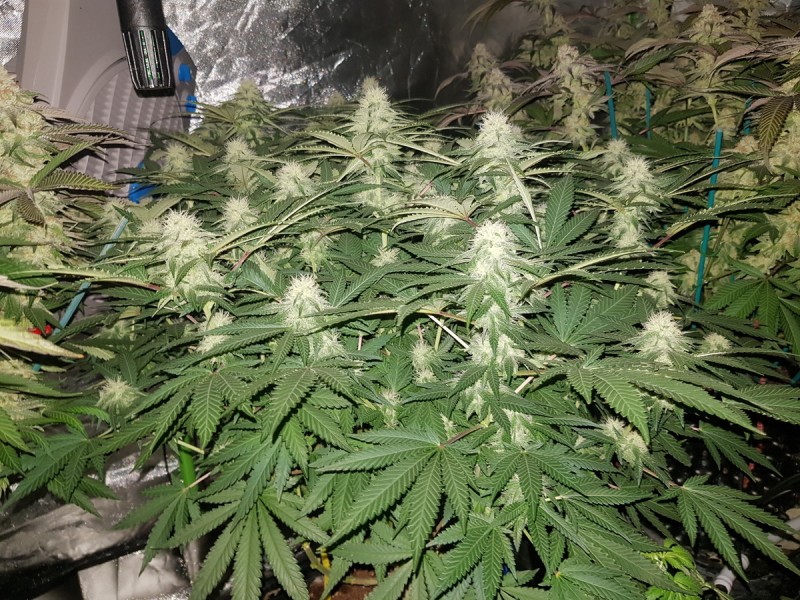 Knockout from Advanced female seeds 4 weeks 12/12