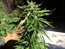 cannabis-heat-stress-thirsty-sm