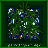 Untitled394