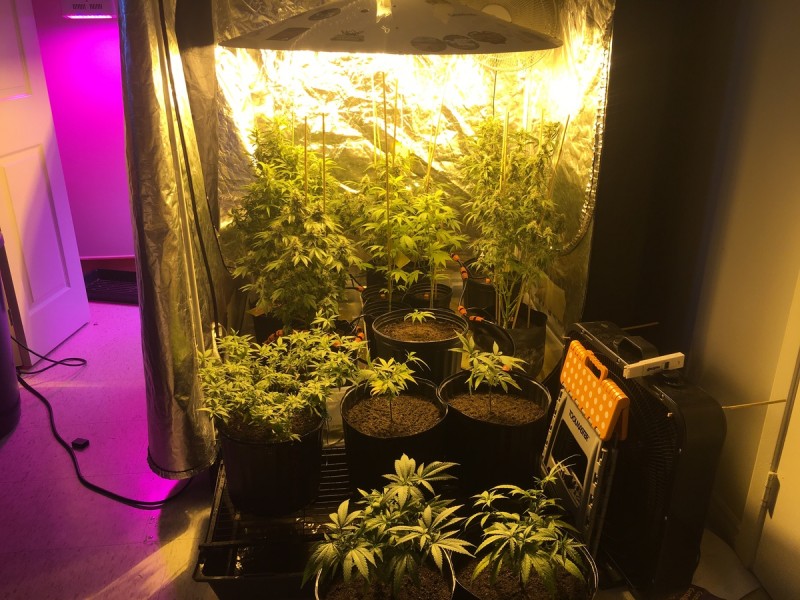 indoor cannabis growing