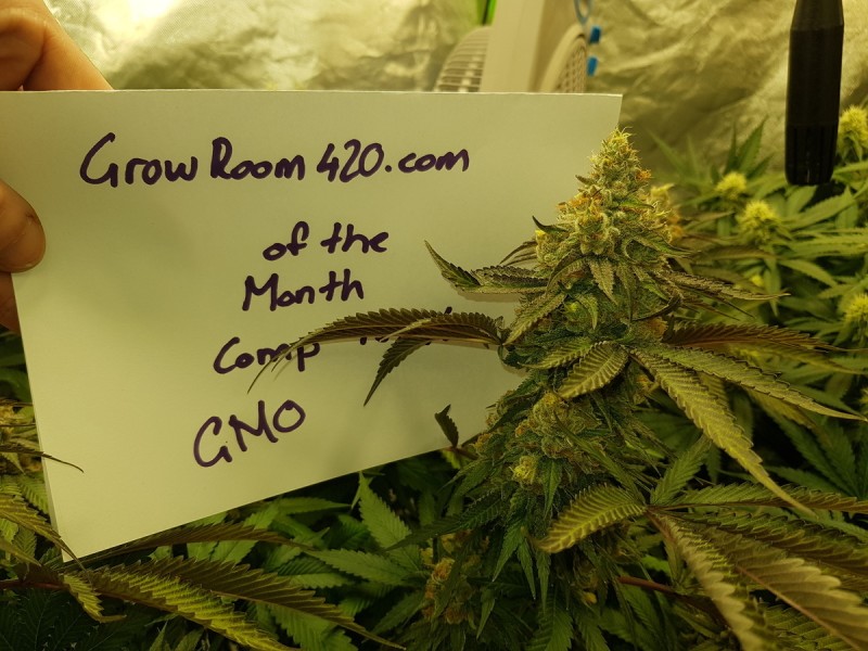 Bud of the month January  2020