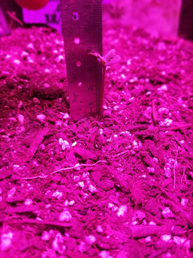 20191204